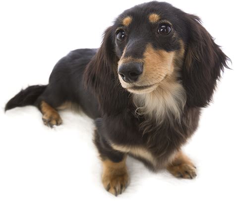 dachshund