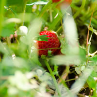 イチゴ