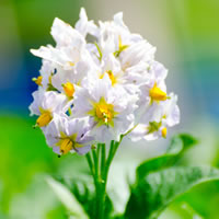 じゃがいもの花