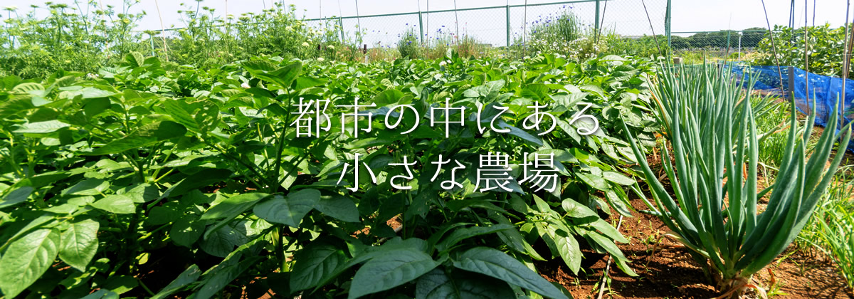 都市の中にある小さな農場